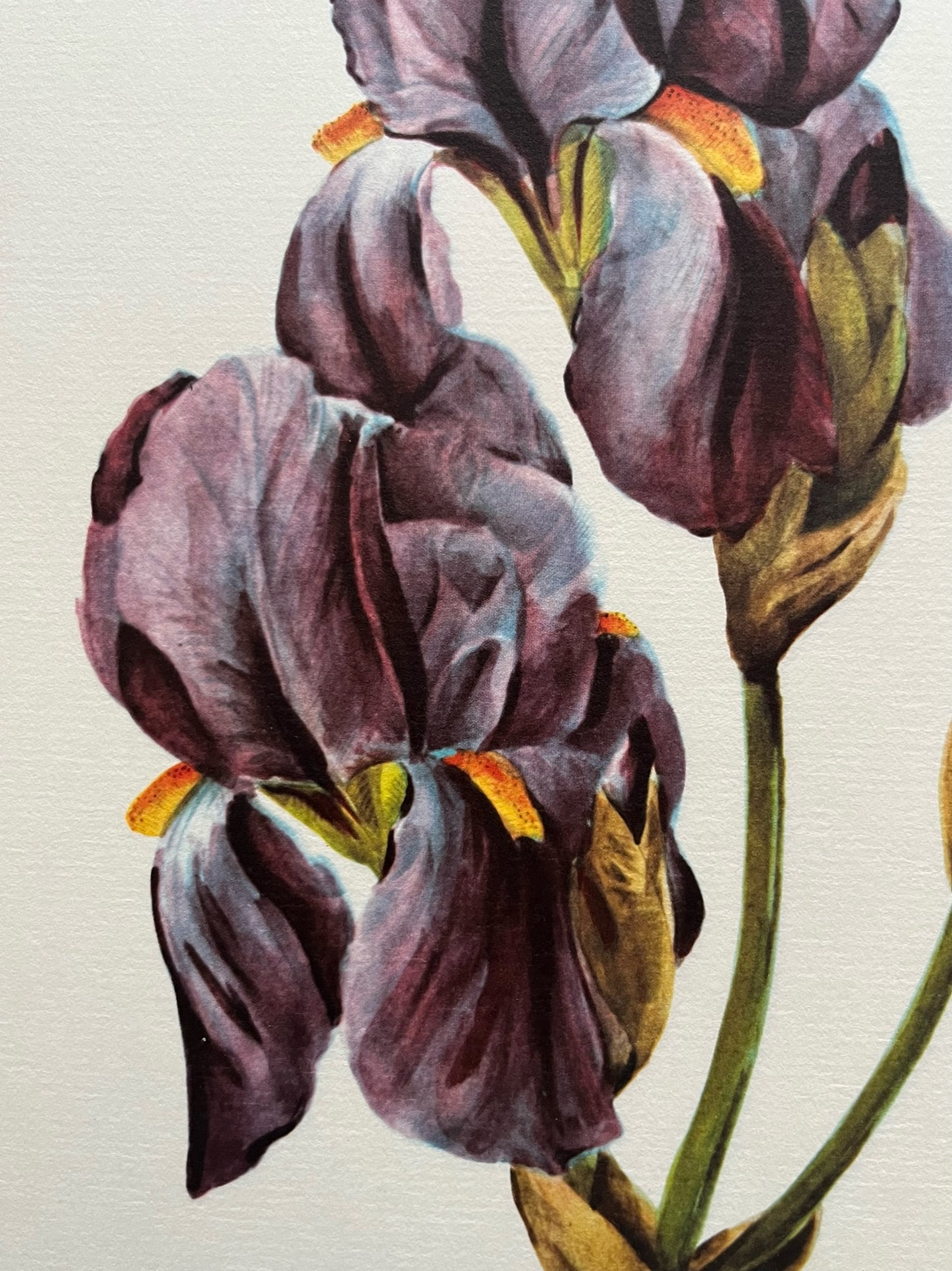 "Pale Iris" Art Print, Pierre Joseph Redoute