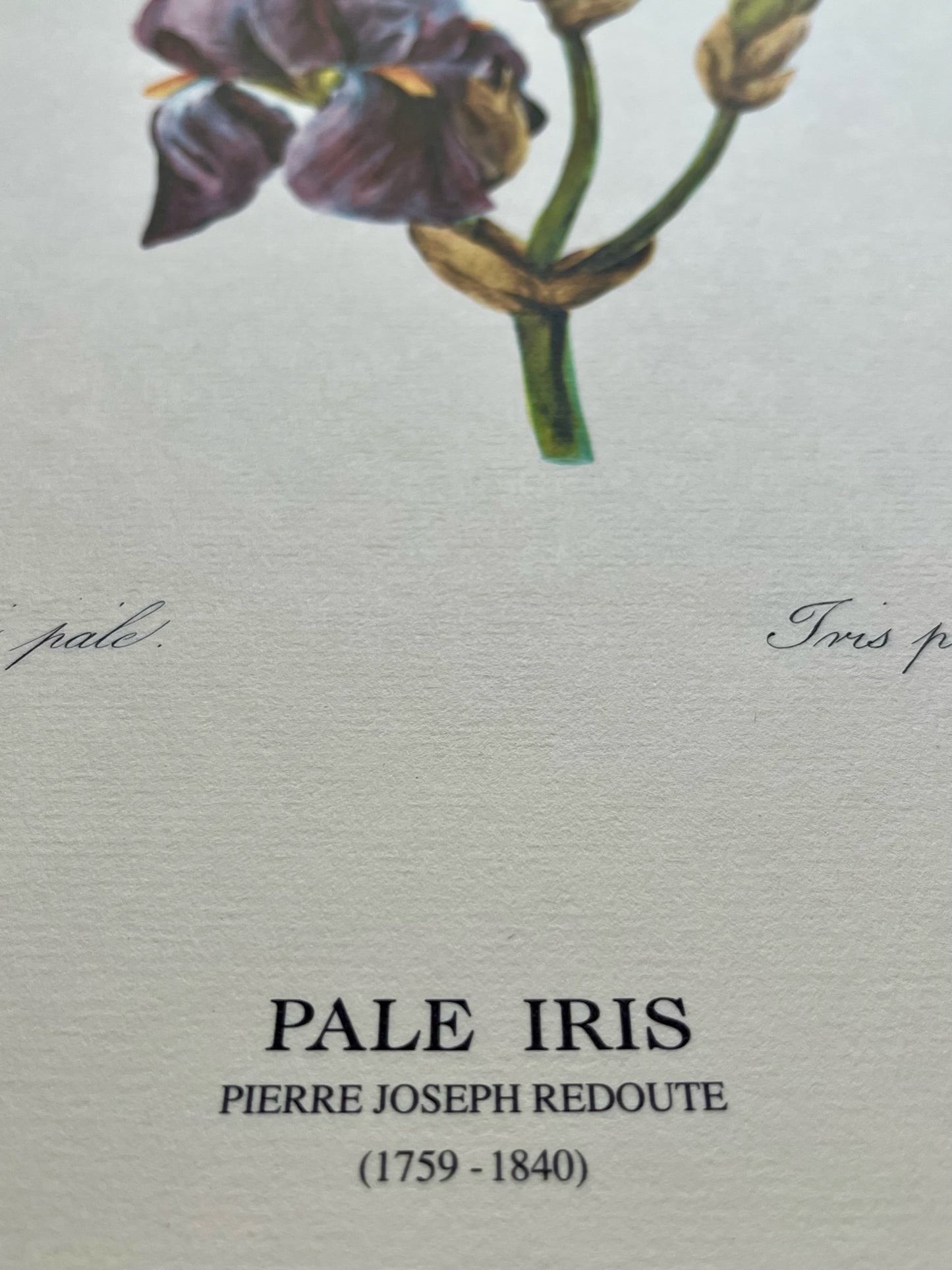 "Pale Iris" Art Print, Pierre Joseph Redoute