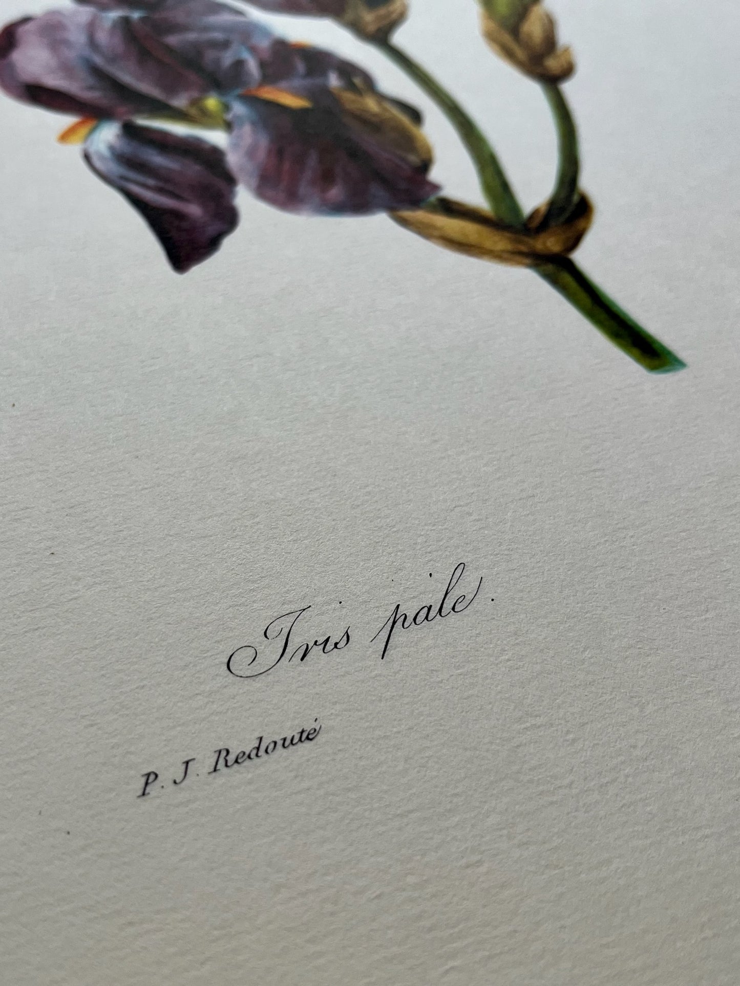 "Pale Iris" Art Print, Pierre Joseph Redoute