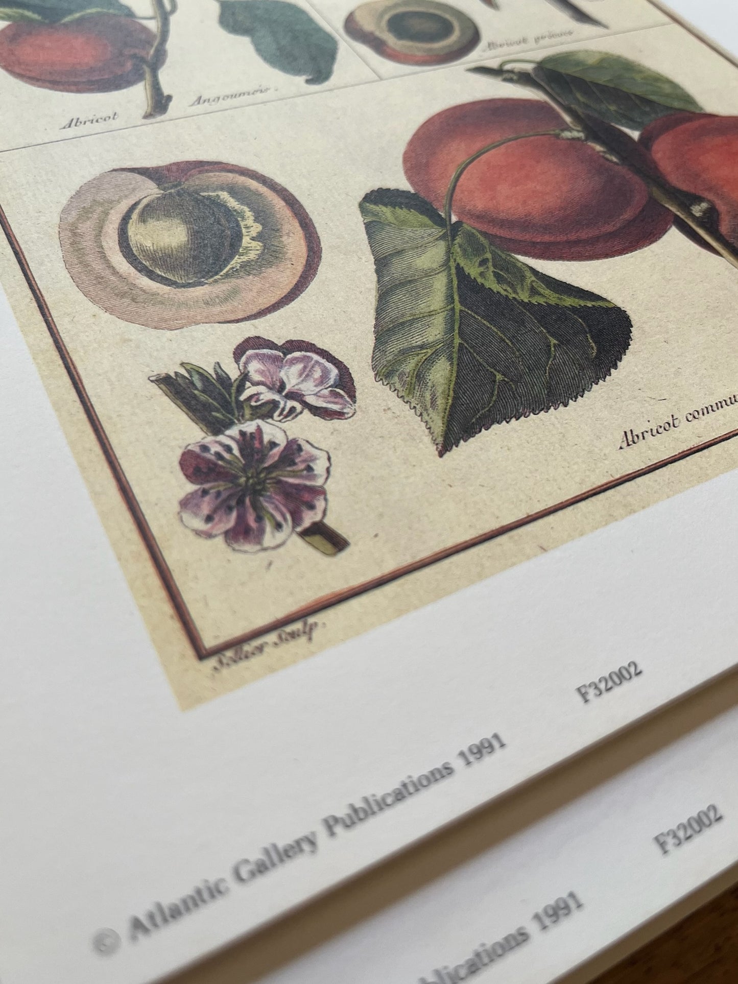 "Apricot Commun" Art Print