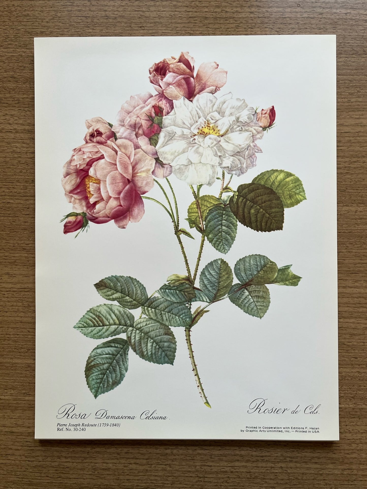 "Rosa" Art Print, Pierre Joseph Redoute