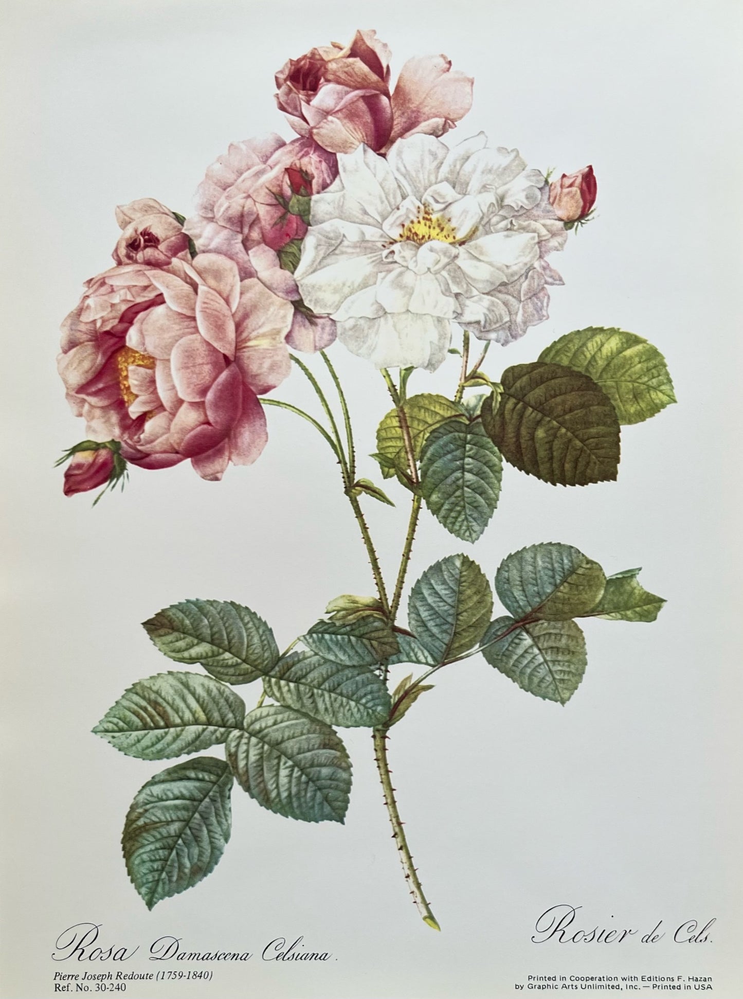 "Rosa" Art Print, Pierre Joseph Redoute