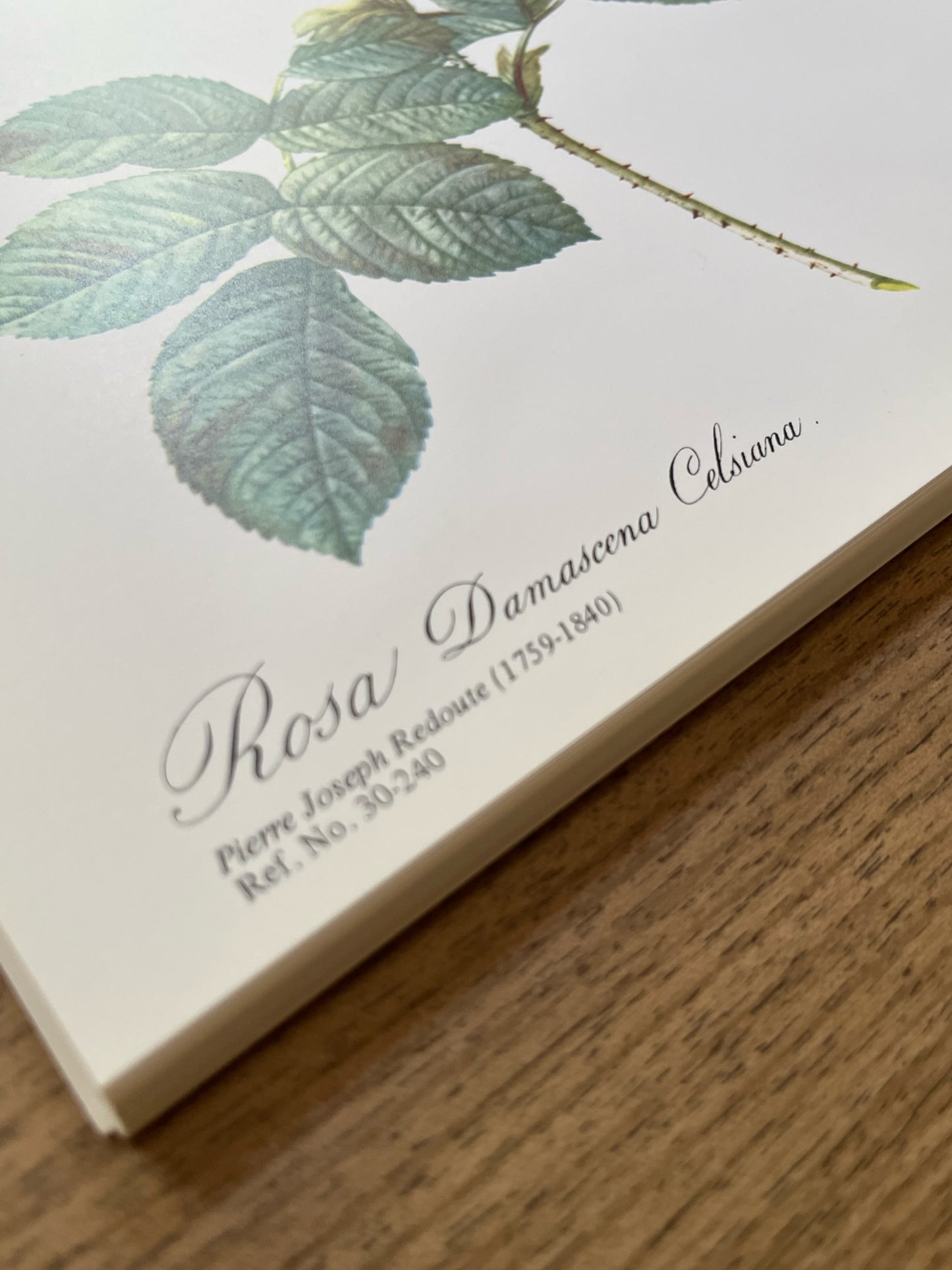 "Rosa" Art Print, Pierre Joseph Redoute