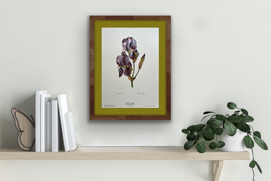 "Pale Iris" Art Print, Pierre Joseph Redoute