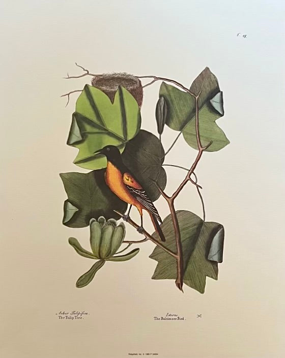 The Tulip Tree, Vintage Art Print, Mark Catesby