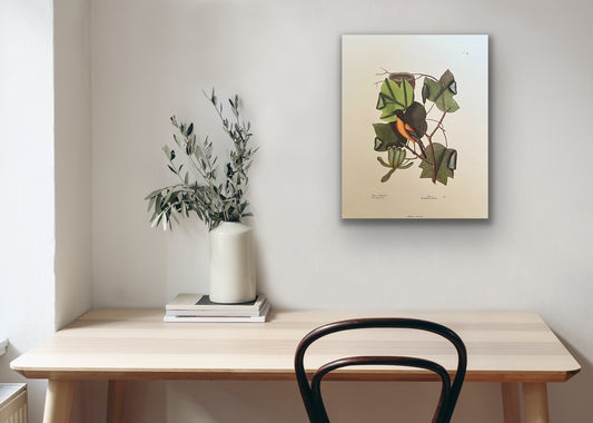 The Tulip Tree, Vintage Art Print, Mark Catesby