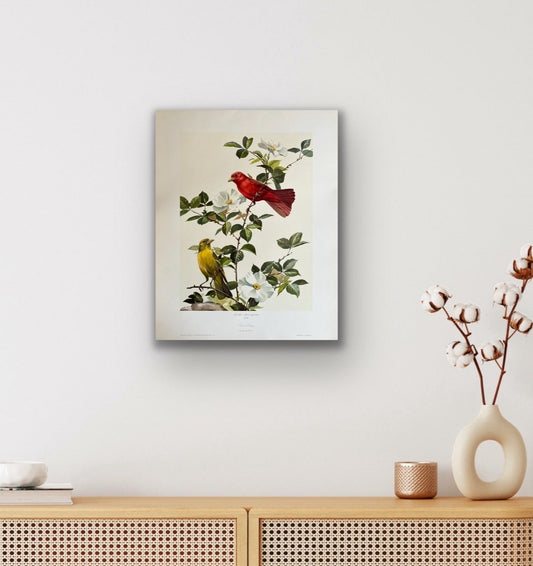 In the Springtime No. 110 Summer Tanager Art Prints