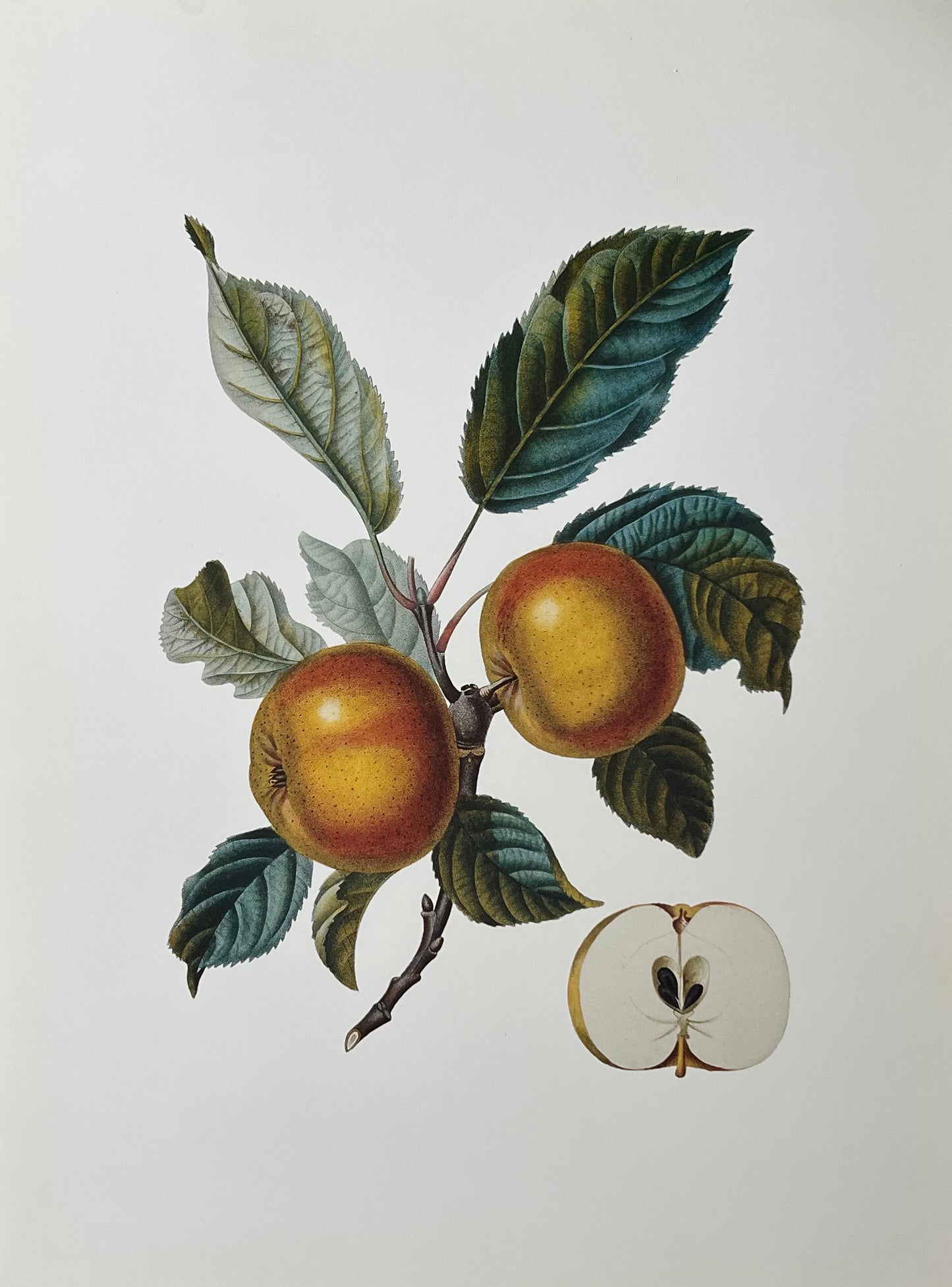 Apple Doux Vintage Art Print