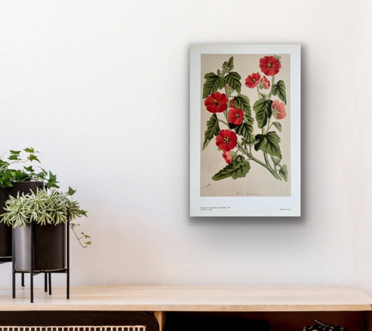 Mr. Monro's Mallow Botanical Print, Sir Joseph Paxton