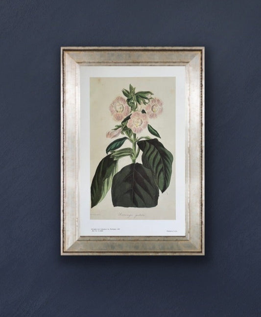 Sinningia Guttata Vintage Botanical Print