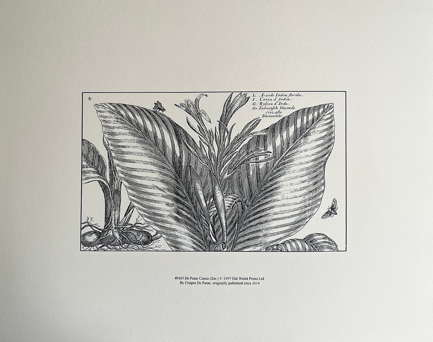 De Passe Canna Art Print