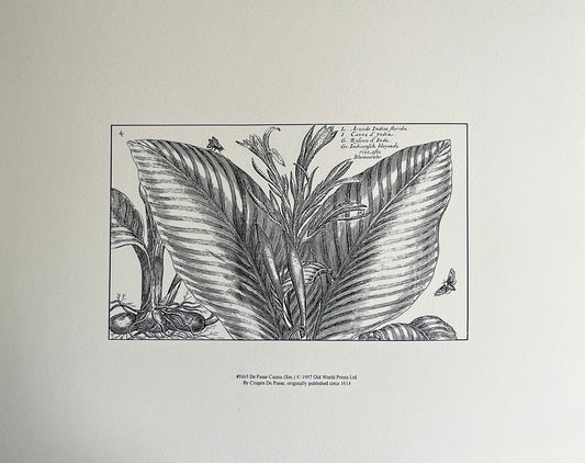 De Passe Canna Art Print