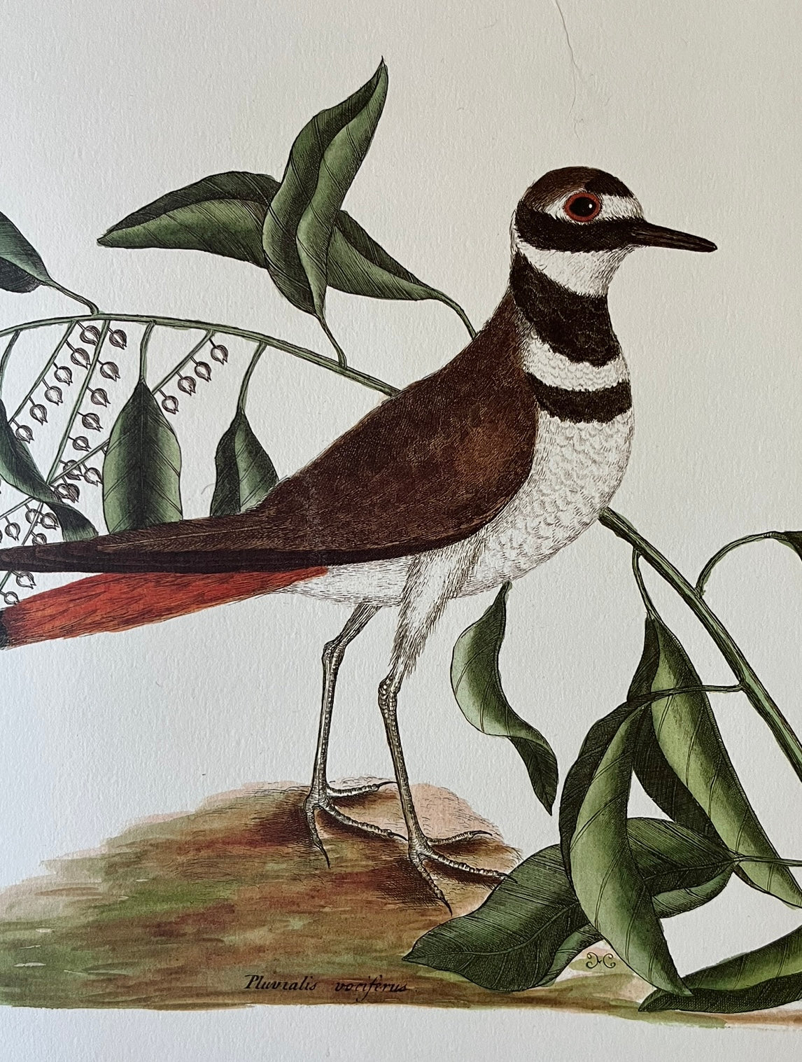 "Chattering Plover" 1989 print after Mark Catesby