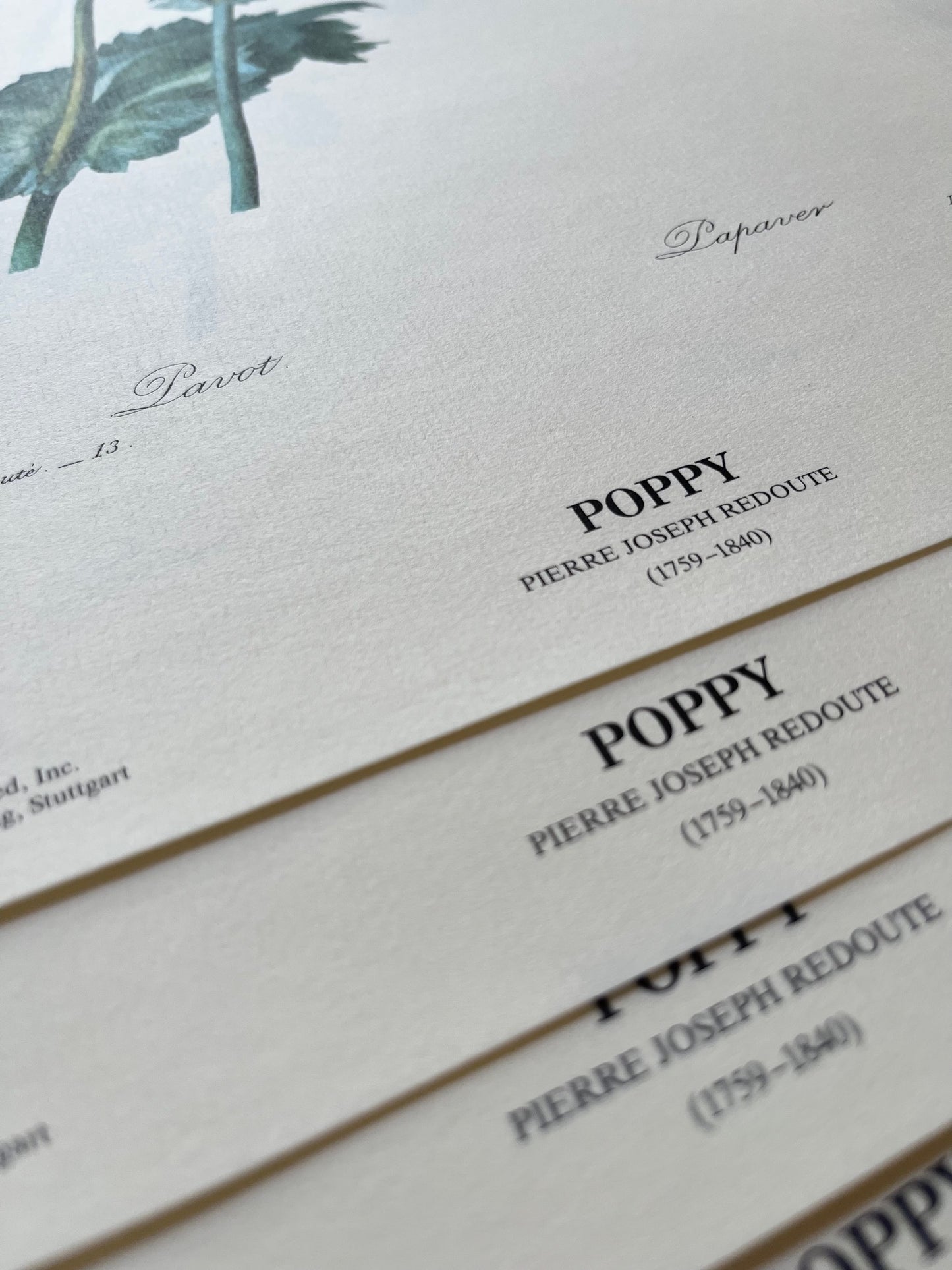 "Poppy" Art Print on Laid Paper