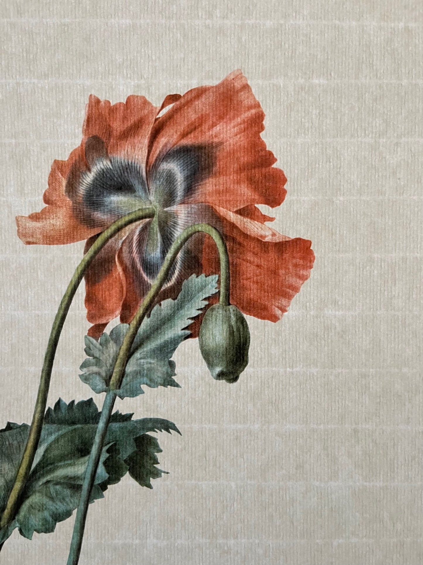 "Poppy" Art Print on Laid Paper