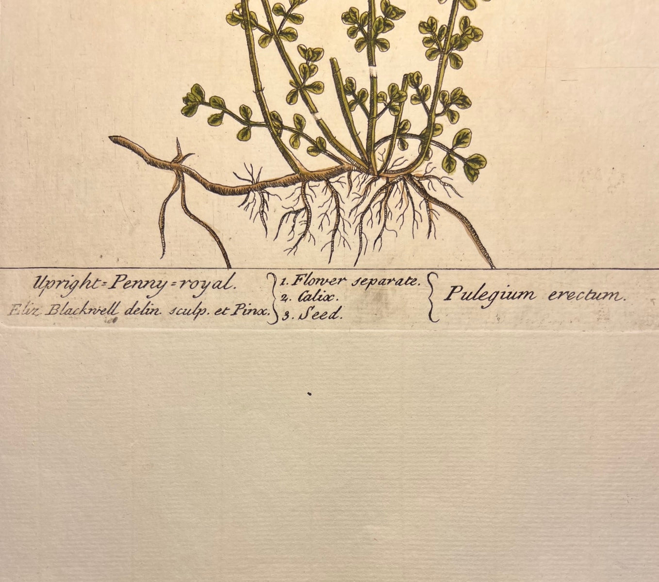 Antique Upright Penny Royal, Plate #303, From Elizabeth Blackwell's 'A Curious Herbal'