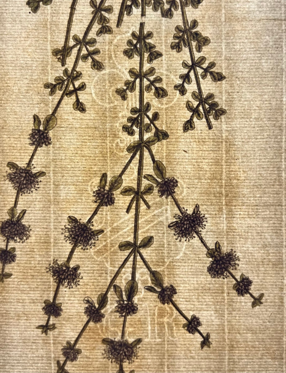 Antique Upright Penny Royal, Plate #303, From Elizabeth Blackwell's 'A Curious Herbal'