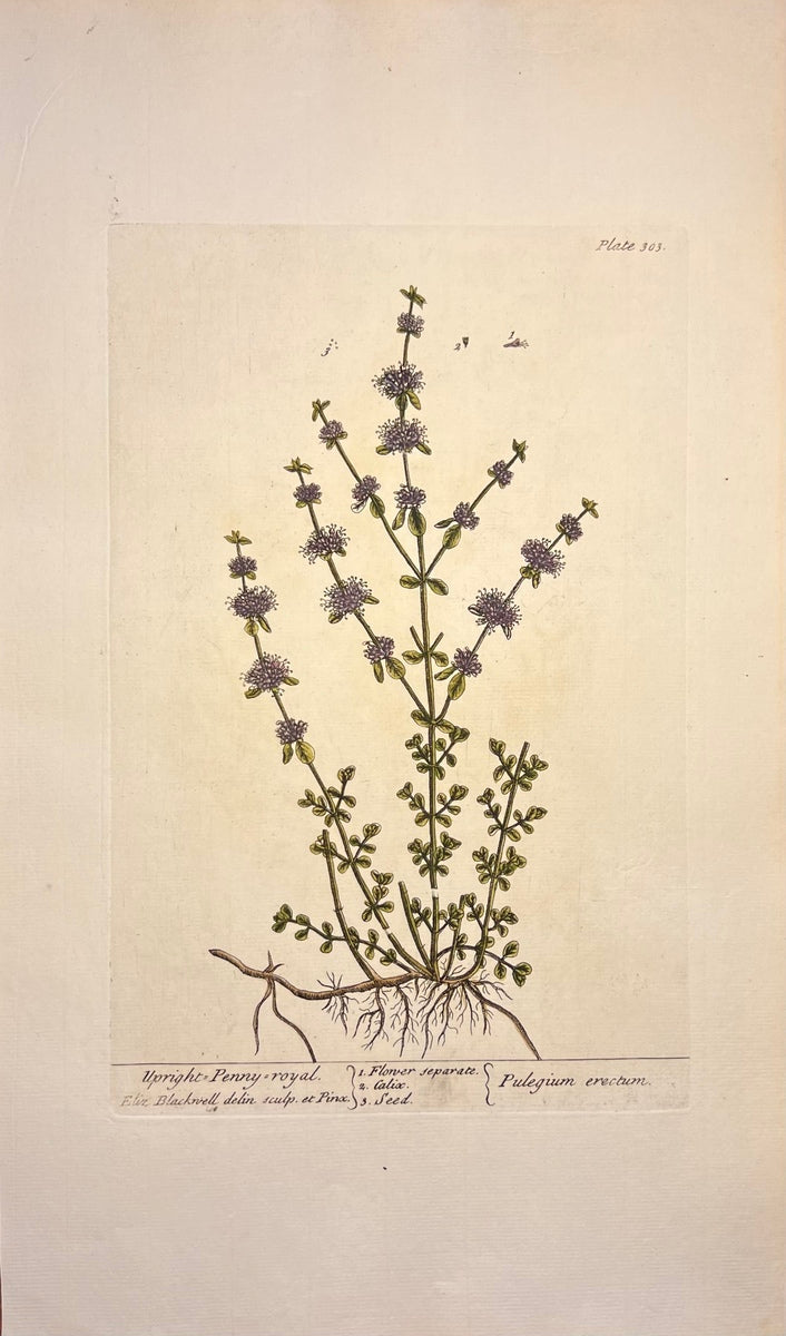 Antique Upright Penny Royal, Plate #303, From Elizabeth Blackwell's 'A Curious Herbal'