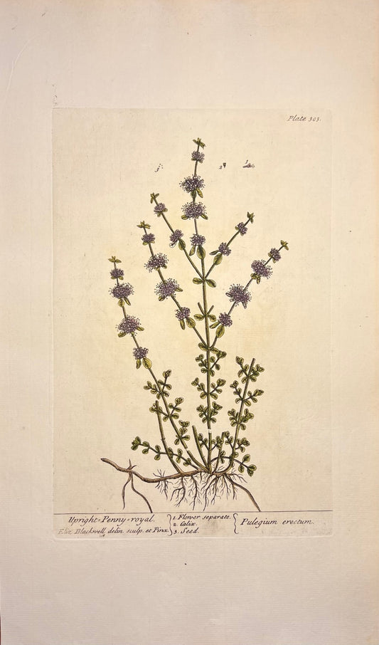 Antique Upright Penny Royal, Plate #303, From Elizabeth Blackwell's 'A Curious Herbal'