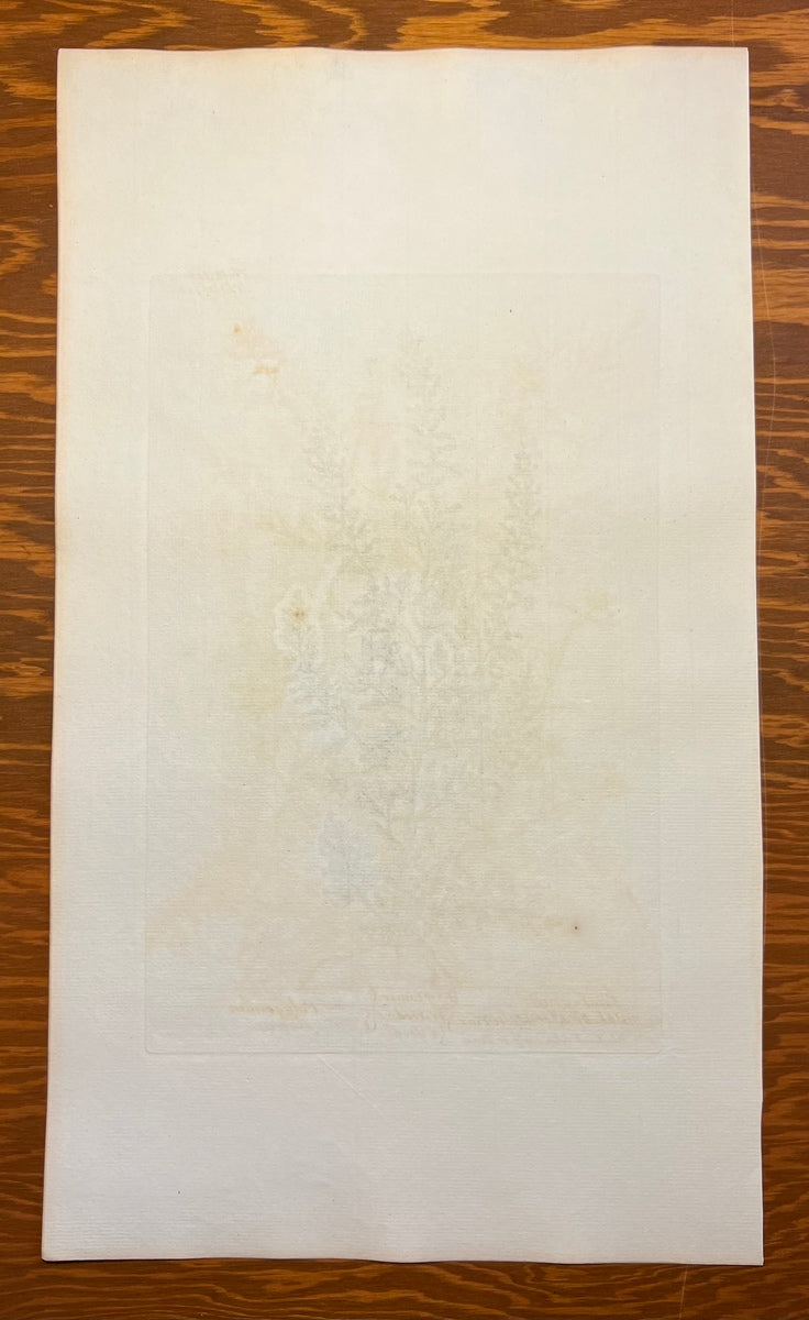 Antique Oak of Jerusalem, Plate #314, From Elizabeth Blackwell's 'A Curious Herbal'