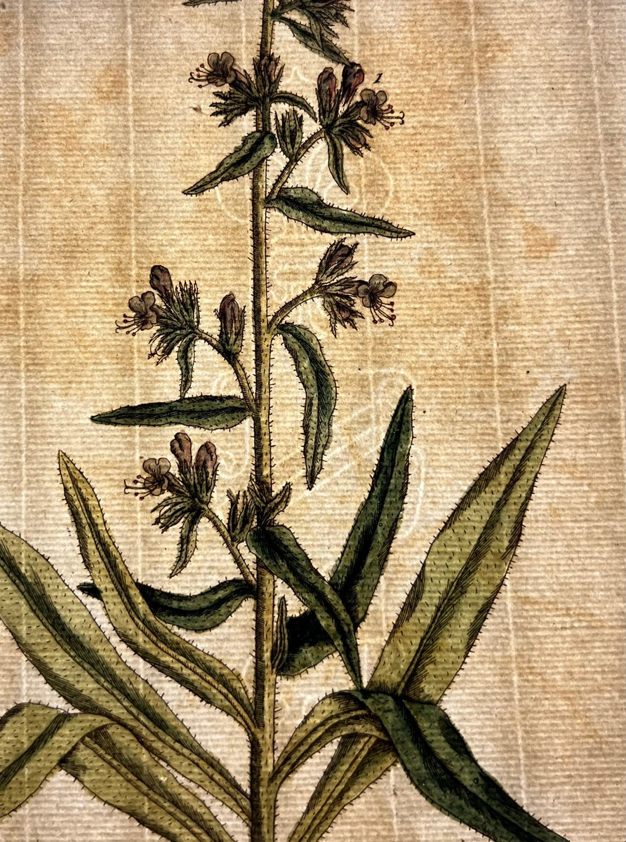 Antique Vipers-Buglofs, Plate #299, From Elizabeth Blackwell's 'A Curious Herbal'