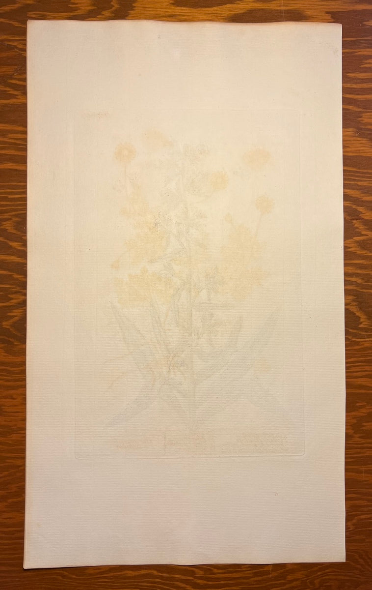 Antique Vipers-Buglofs, Plate #299, From Elizabeth Blackwell's 'A Curious Herbal'