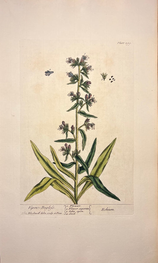 Antique Vipers-Buglofs, Plate #299, From Elizabeth Blackwell's 'A Curious Herbal'