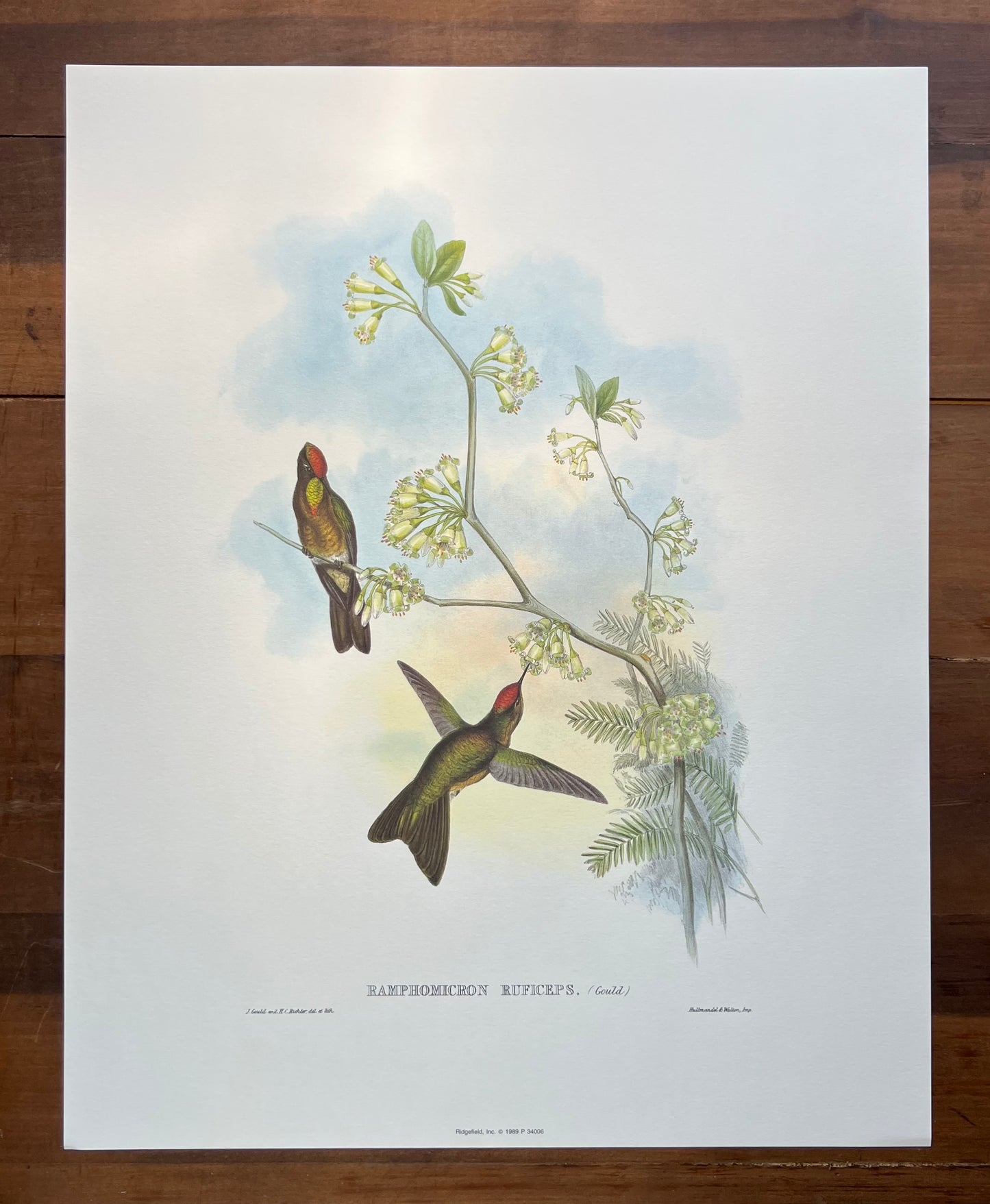 "Ramphomicron Ruficeps" 1989 print after John Gould and Henry Constantine Richter