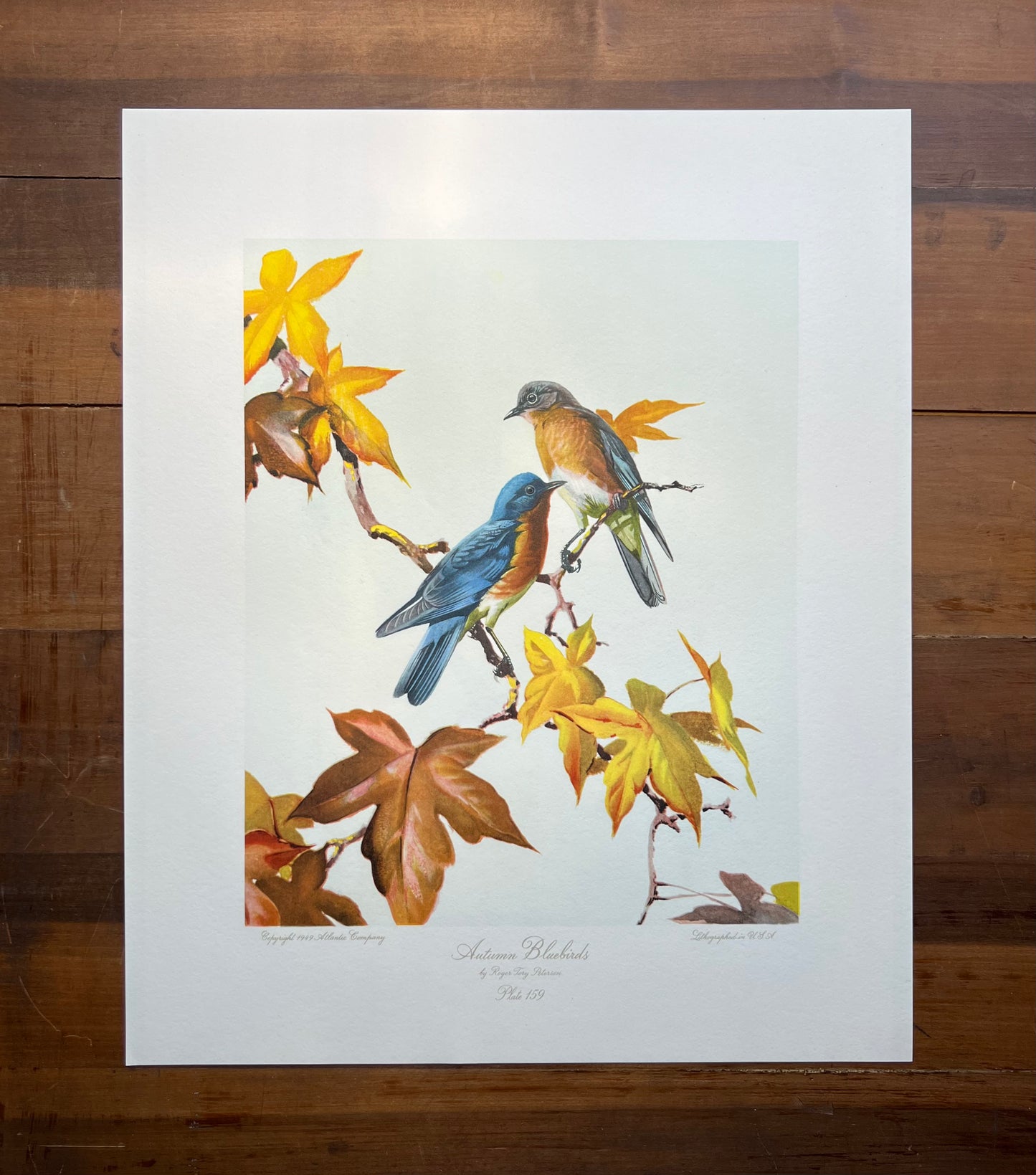 "Autumn Bluebirds" 1949 lithograph after Roger Tory Peterson