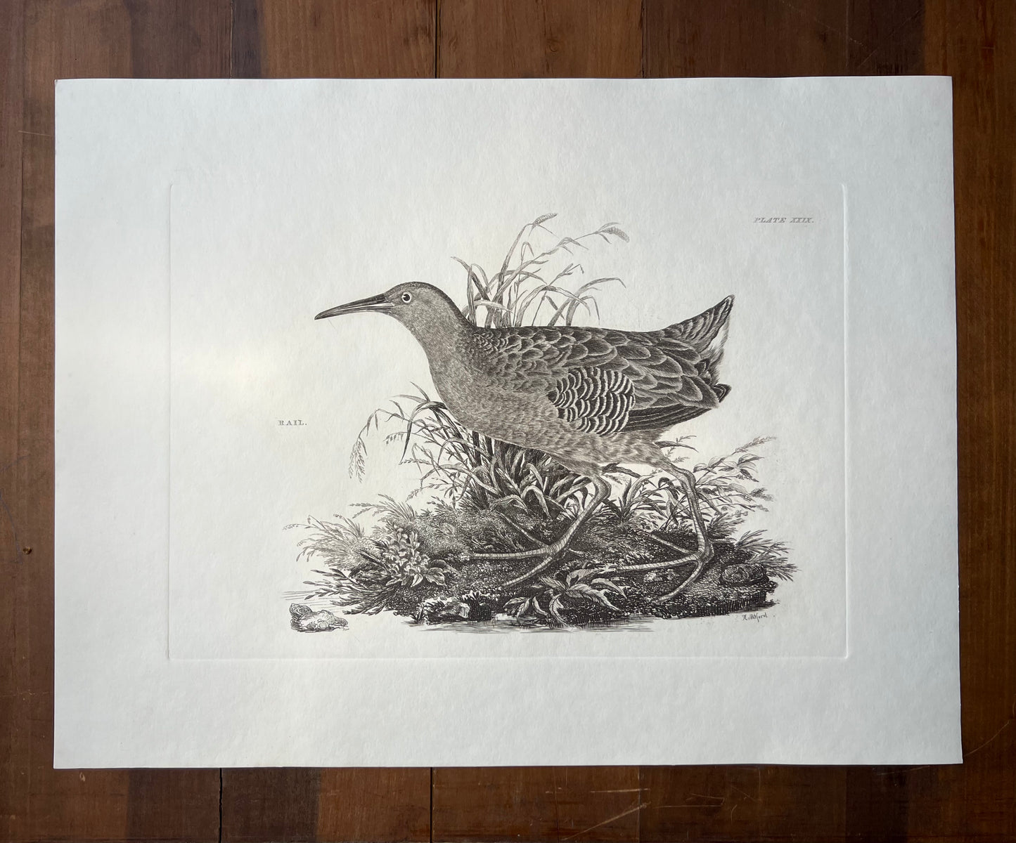 Rail, Plate #29, antique lithograph after Prideaux John Selby