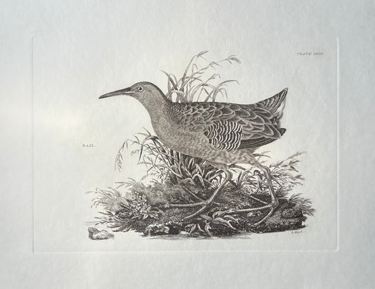 Rail, Plate #29, antique lithograph after Prideaux John Selby