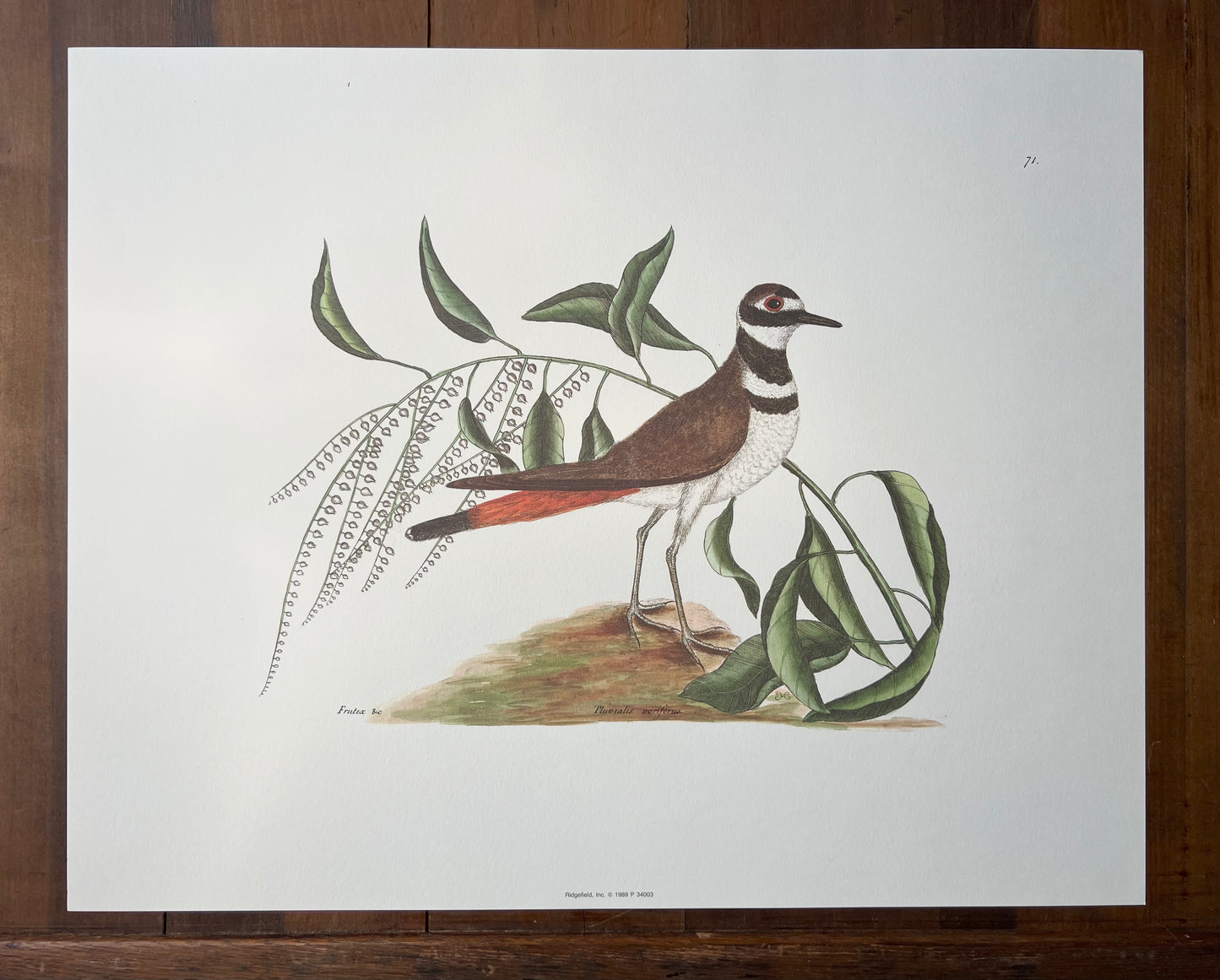 "Chattering Plover" 1989 print after Mark Catesby