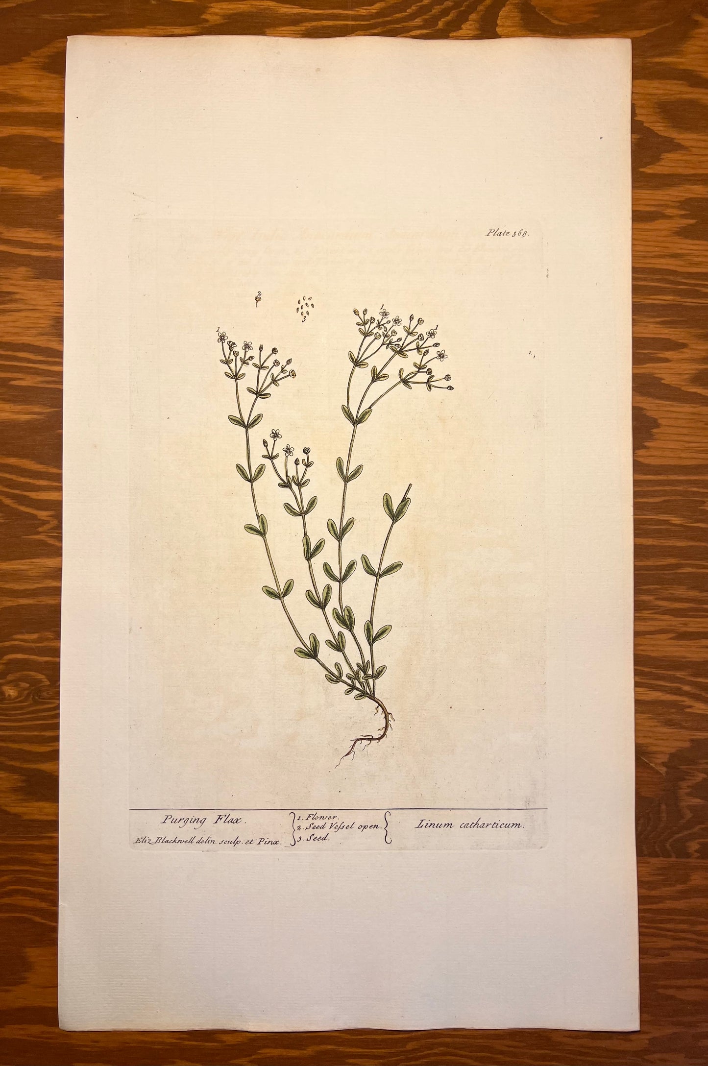 Purging Flax, Plate #368, From Elizabeth Blackwell's 'A Curious Herbal'