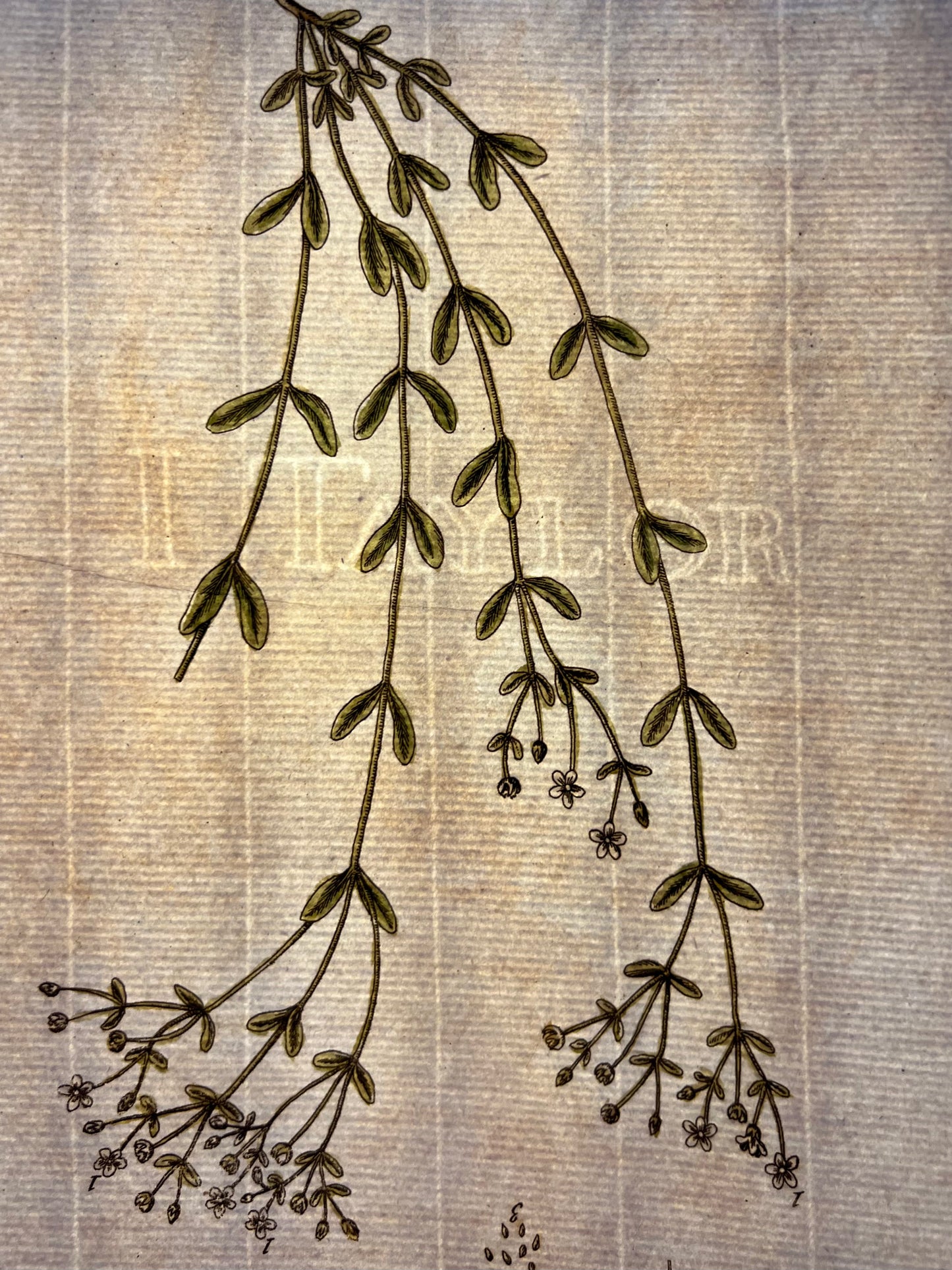 Purging Flax, Plate #368, From Elizabeth Blackwell's 'A Curious Herbal'