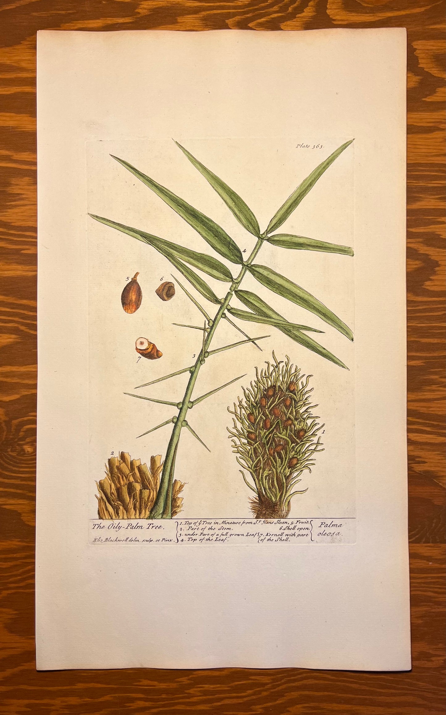The Oily-Palm Tree, Plate #363, From Elizabeth Blackwell's 'A Curious Herbal'