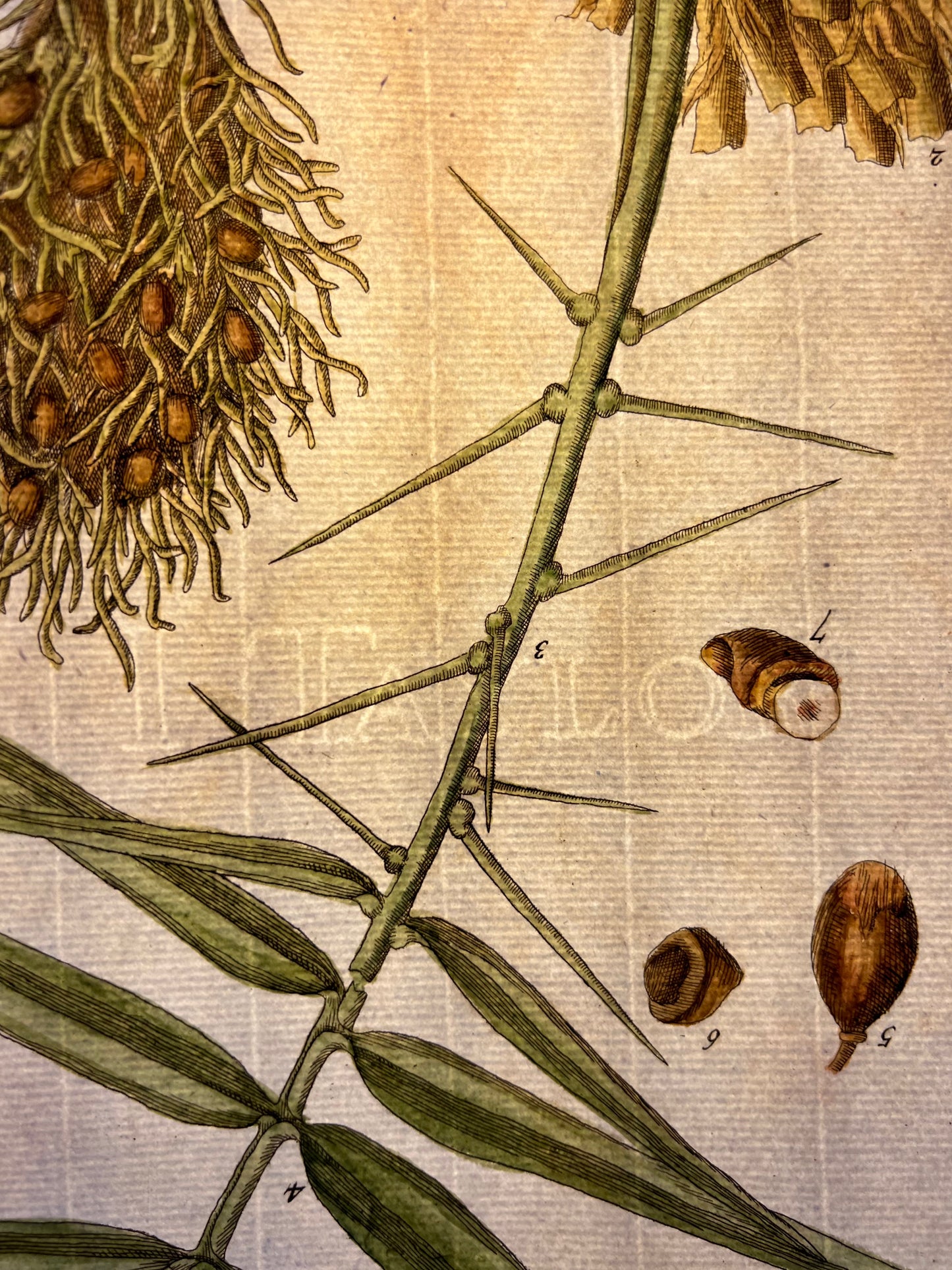The Oily-Palm Tree, Plate #363, From Elizabeth Blackwell's 'A Curious Herbal'