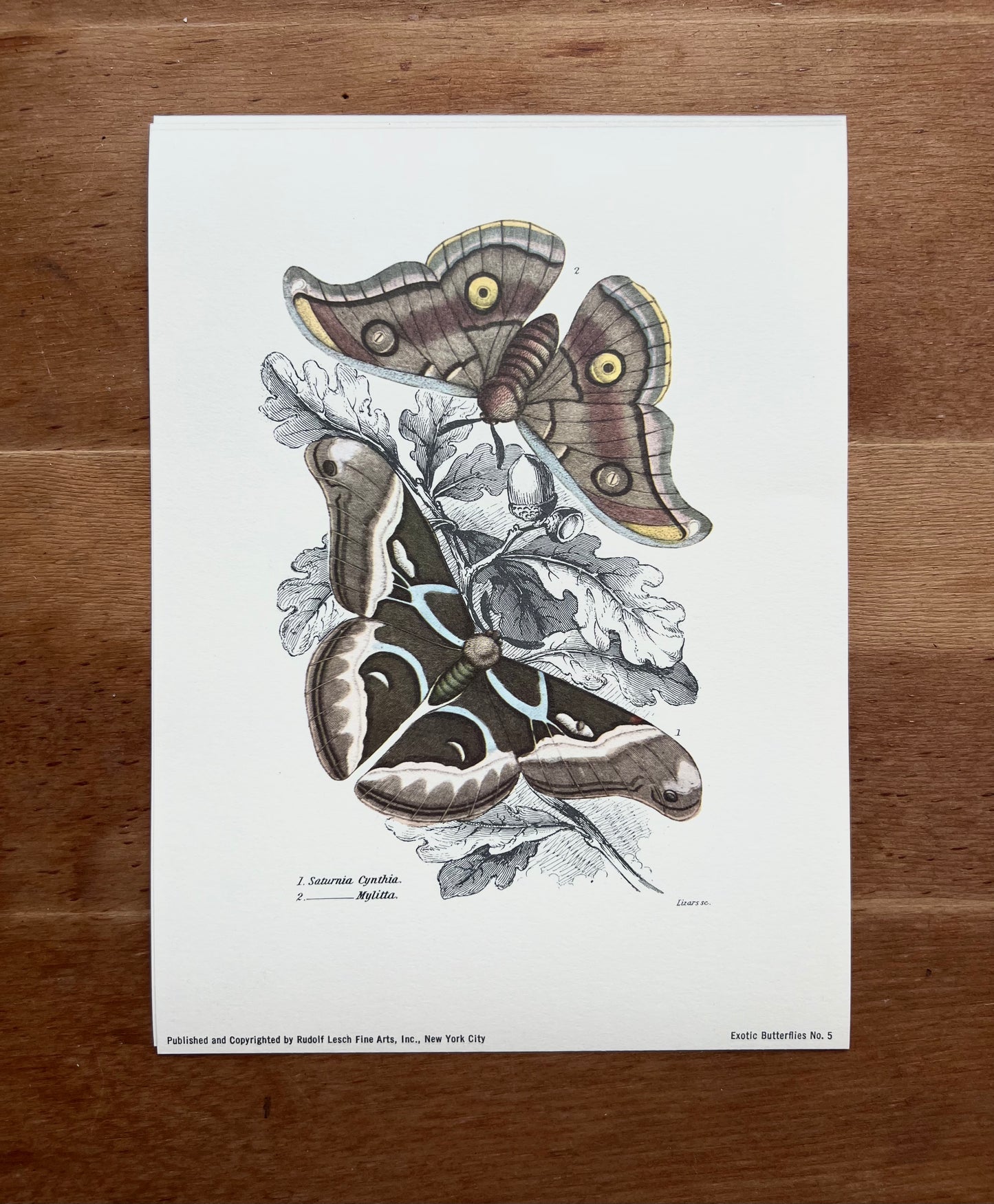 Mini Print, Saturnia cynthia & Saturnia mylitta, 20th century print after James Duncan