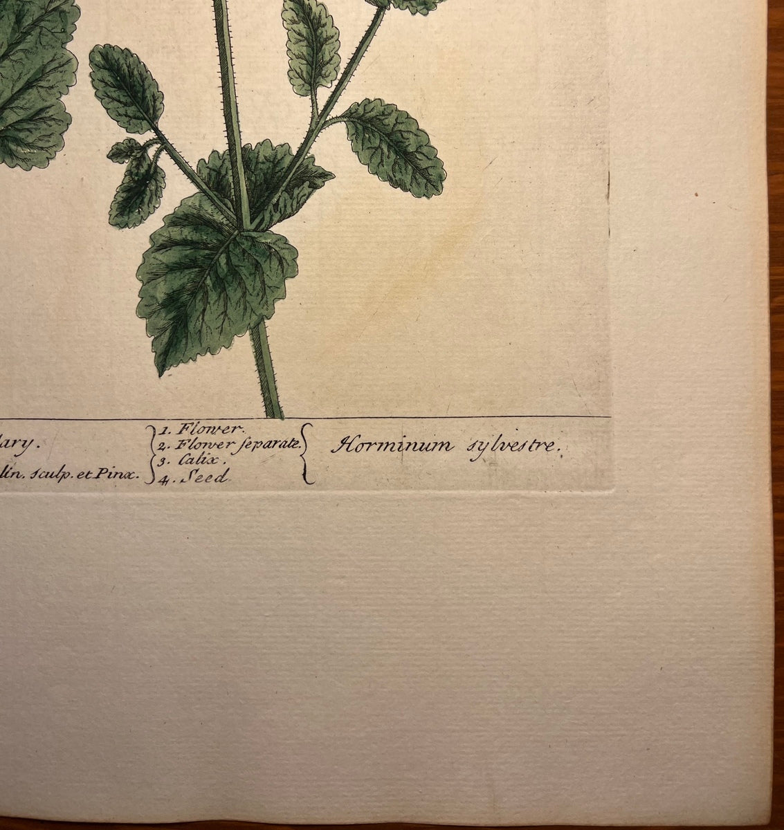 Antique Wild Clary, Plate #256, From Elizabeth Blackwell's 'A Curious Herbal'