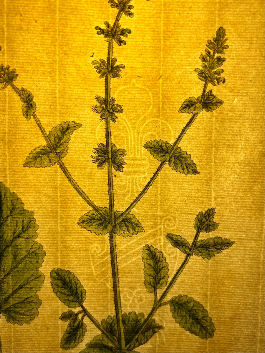 Antique Wild Clary, Plate #256, From Elizabeth Blackwell's 'A Curious Herbal'