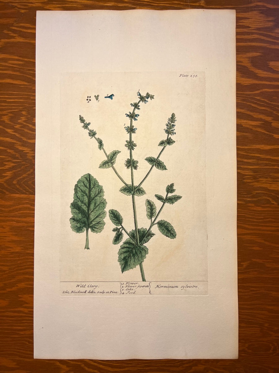 Antique Wild Clary, Plate #256, From Elizabeth Blackwell's 'A Curious Herbal'