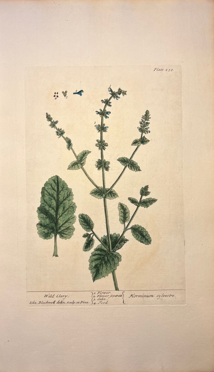 Antique Wild Clary, Plate #256, From Elizabeth Blackwell's 'A Curious Herbal'