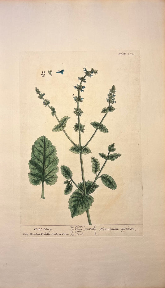 Antique Wild Clary, Plate #256, From Elizabeth Blackwell's 'A Curious Herbal'