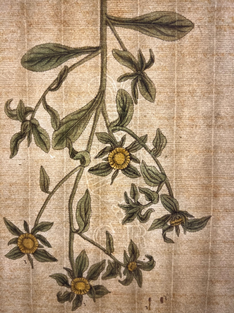 Antique Golden Starwort, Plate #272, From Elizabeth Blackwell's 'A Curious Herbal'