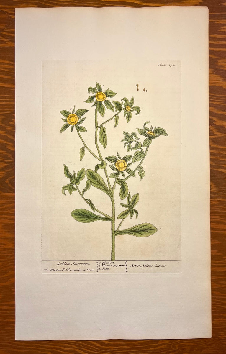 Antique Golden Starwort, Plate #272, From Elizabeth Blackwell's 'A Curious Herbal'