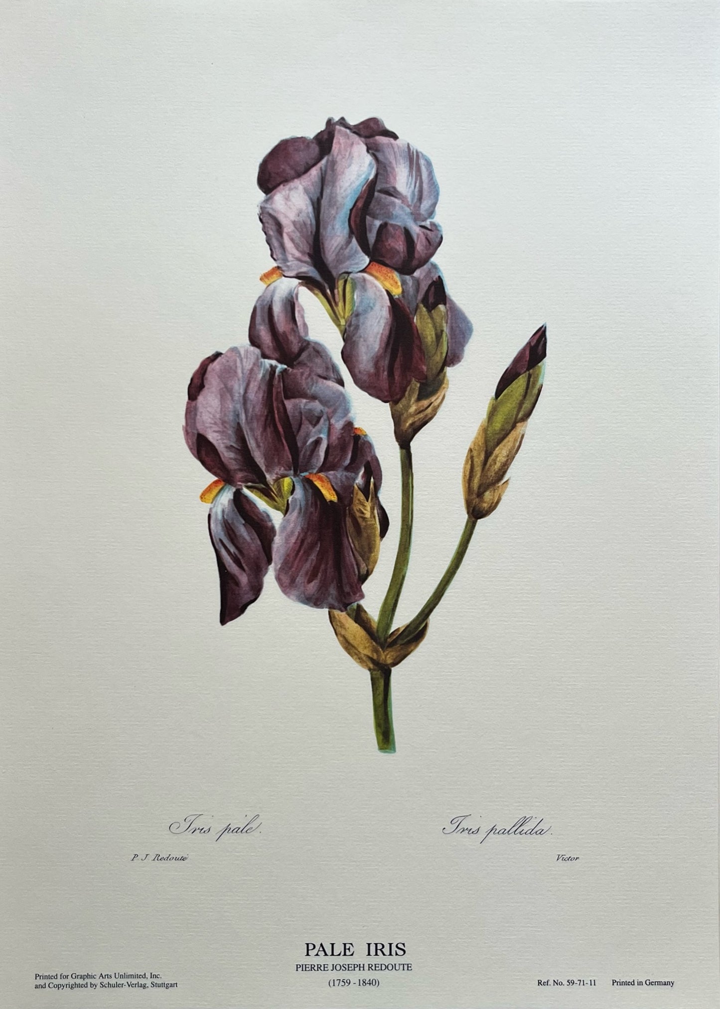 "Pale Iris" Art Print, Pierre Joseph Redoute