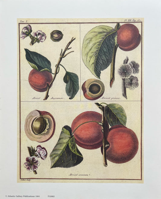 "Apricot Commun" Art Print