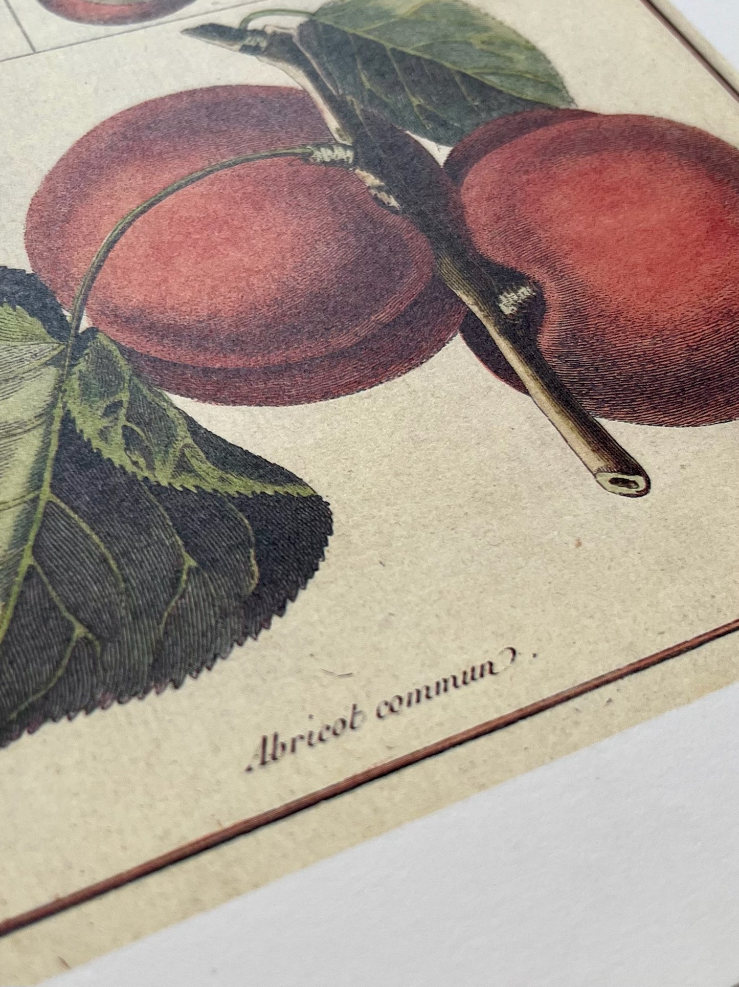 "Apricot Commun" Art Print
