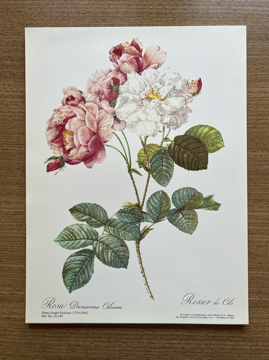 "Rosa" Art Print, Pierre Joseph Redoute
