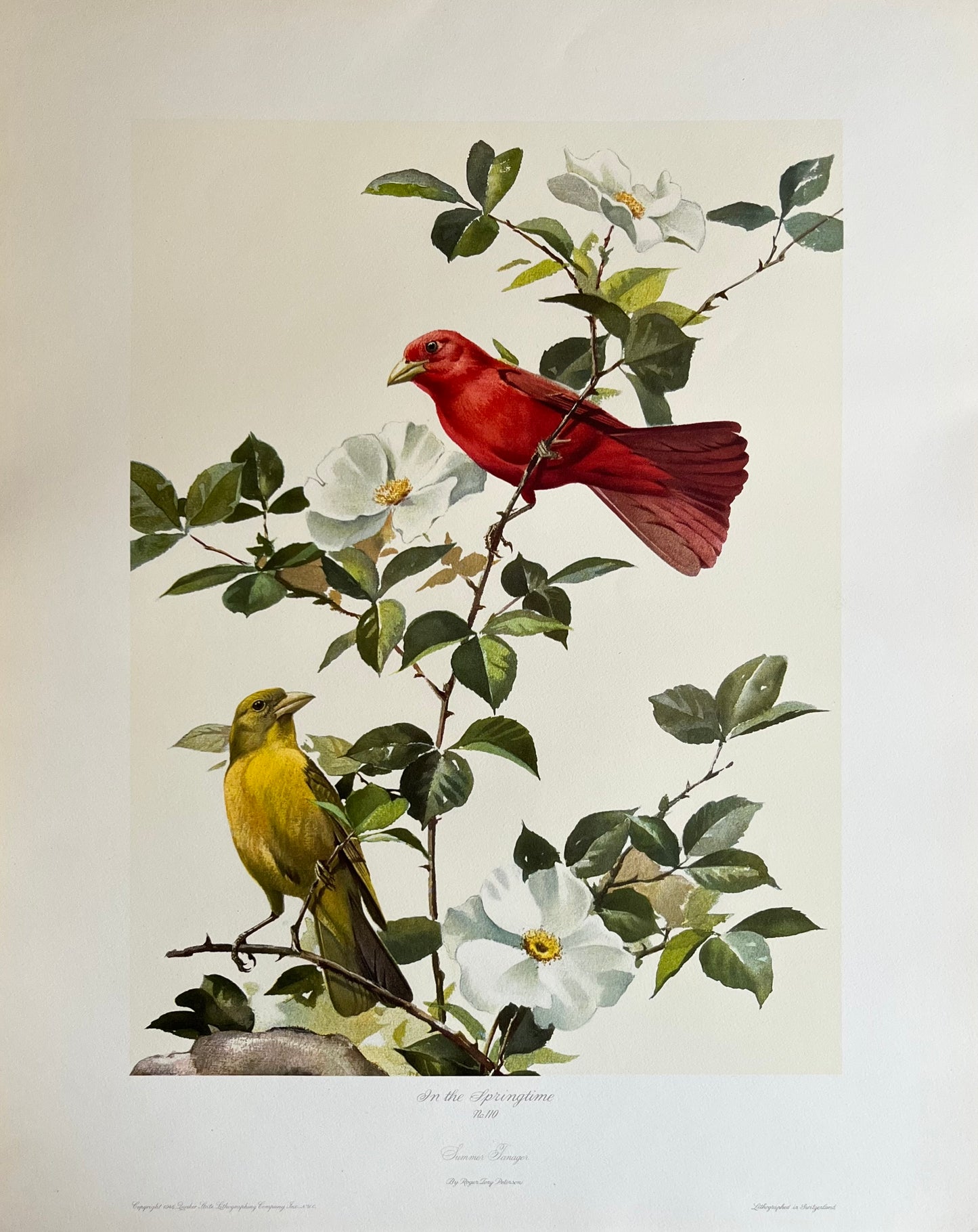 In the Springtime No. 110 Summer Tanager Art Prints