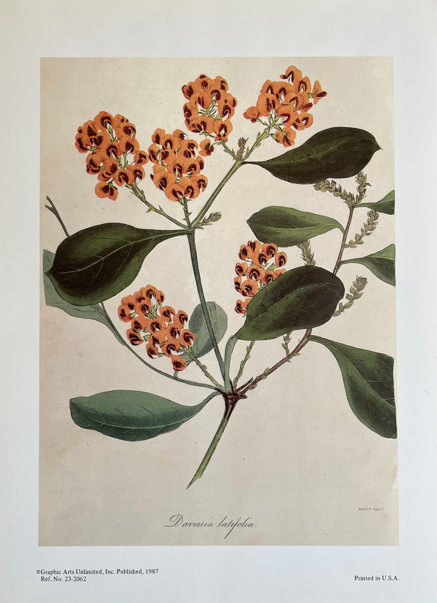 Daviesia Latifolia Small Floral Art Prints